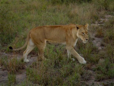 Lion in South Africa photo
