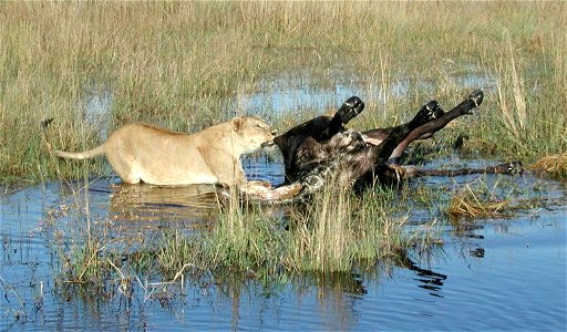 Lioness with buffalo carcass photo