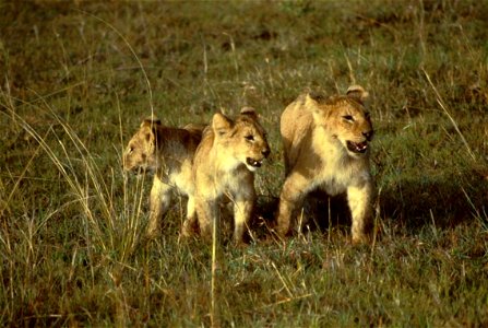 Image title: African lion cubs Image from Public domain images website, http://www.public-domain-image.com/full-image/fauna-animals-public-domain-images-pictures/lion-public-domain-images-pictures/afr photo