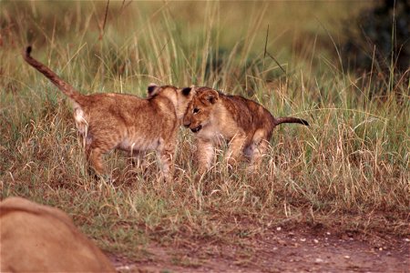 Two cubs face off against each other.  Taken on safari in Kenya.