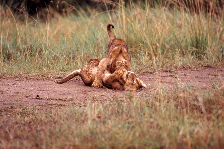 Two lion cubs wrestling on the ground. Taken on safari in Kenya on slide film. Scanned in 2006. photo