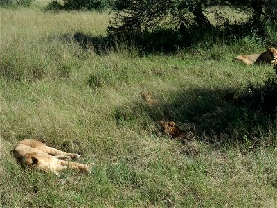 Lions with cubs in Chobe National Park, Botswana photo