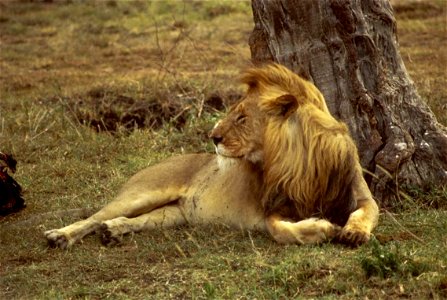 Image title: African lion hd Image from Public domain images website, http://www.public-domain-image.com/full-image/fauna-animals-public-domain-images-pictures/lion-public-domain-images-pictures/afric photo