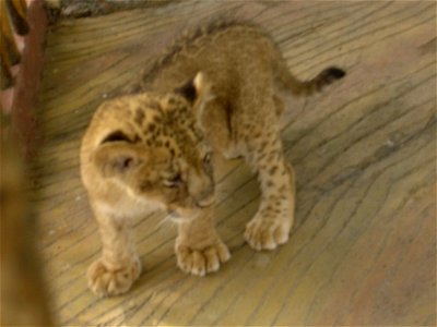 A lion cub you can pay to take a picture with. Outside of a Chinese zoo. photo