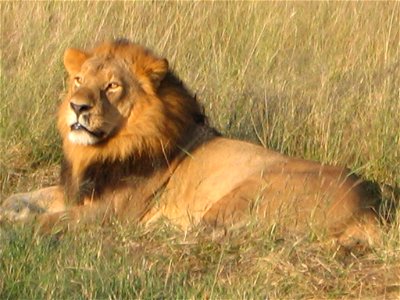 Lion seen in Botswana, 19/04/2006 photo