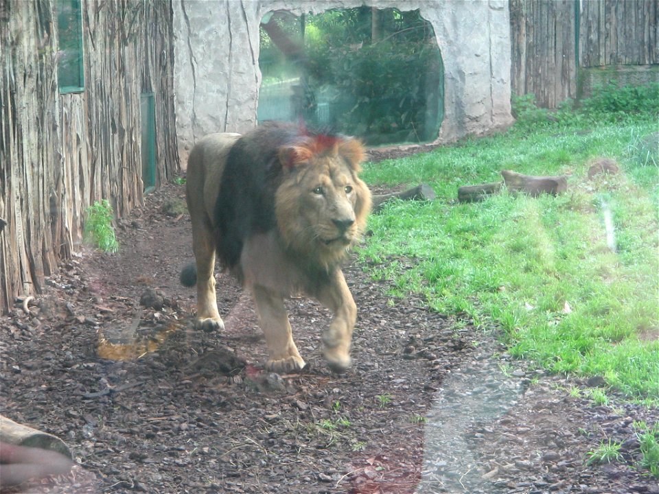Lion at bioparco in Roma photo