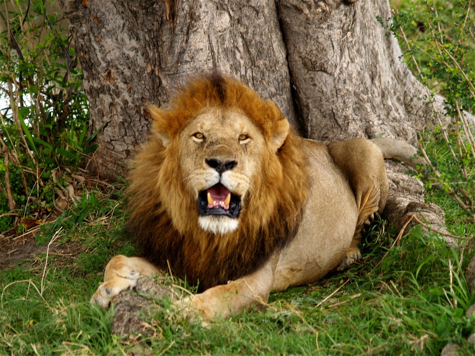 Male East African lion at Masai Mara, Kenya photo