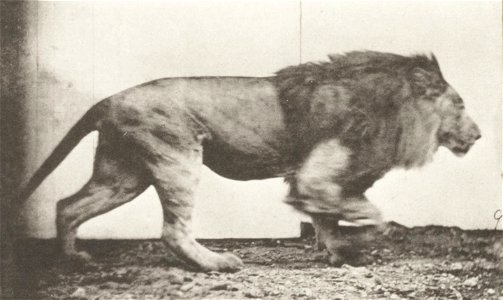 Lion walking Lion walking. This is plate 722, captioned "Lion walking".; CITE AS "Eadweard Muybridge. Animal locomotion: an electro-photographic investigation of consecutive phases of animal movements photo