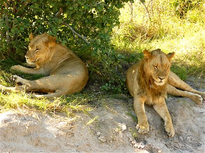 Lions in Chobe National Park, Botswana photo