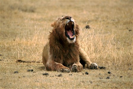 Lion yawning. Taken on safari in Tanzania. photo
