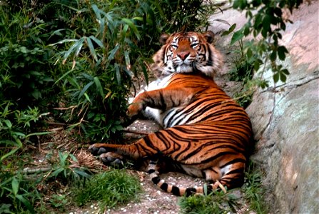 Image title: Bengal tiger Image from Public domain images website, http://www.public-domain-image.com/full-image/fauna-animals-public-domain-images-pictures/tigers-public-domain-images-pictures/bengal photo