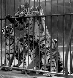Title: Tiger cubs Abstract/medium: National Photo Company Collection (Library of Congress) Physical description: 1 negative : photo