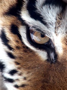 A photograph of the right eye of an Amur Tigeren (Panthera tigris altaica en ). Photo taken at the Pittsburgh Zoo. photo