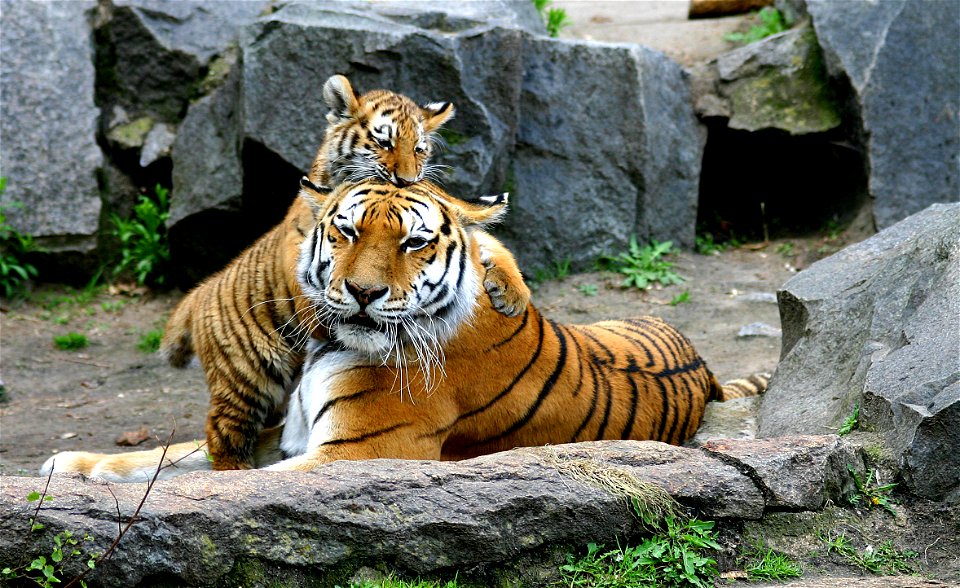 Tiger in Berlin Tierpark
