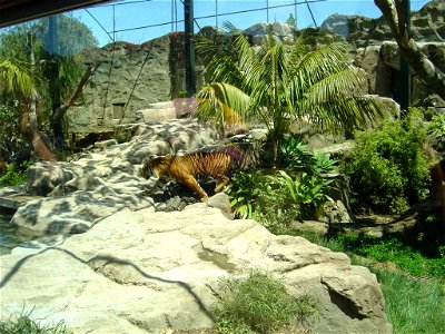 This photo was taken in October 2007 at Auckland Zoo by the user: Zoophilia. It is for the Auckland Zoo page or as otherwise required. photo