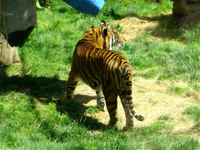 Male tiger at the Auckland Zoo.