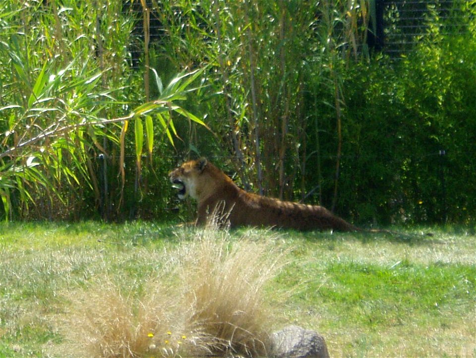 Tigon at Canberra Zoo.