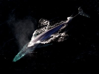 Blue whale