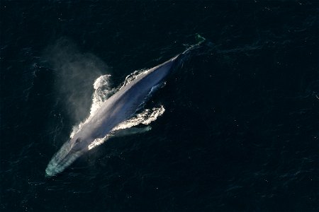 Blue whale.