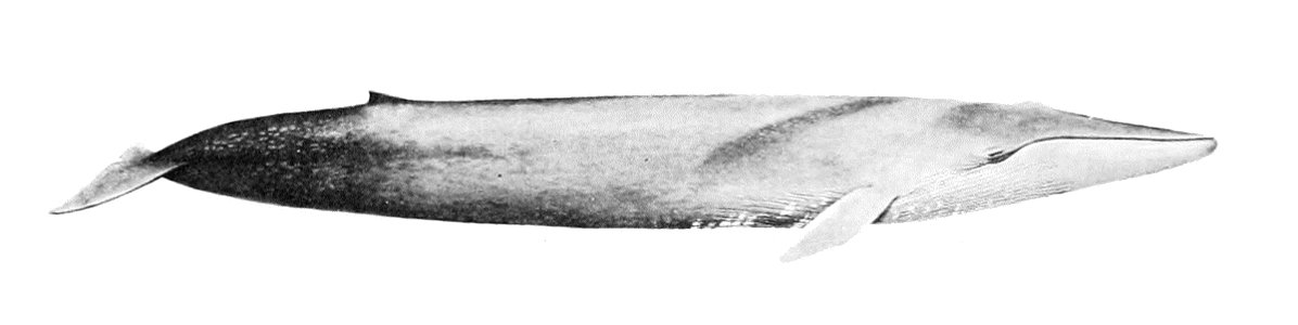 Balaenoptera musculus photo