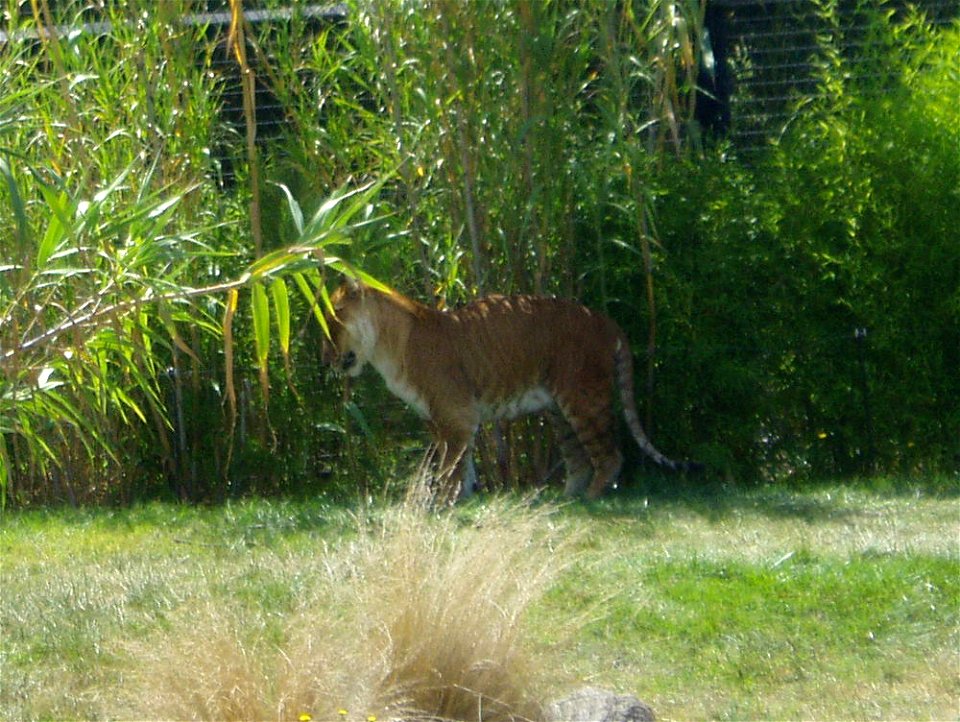 Tigon at Canberra Zoo.