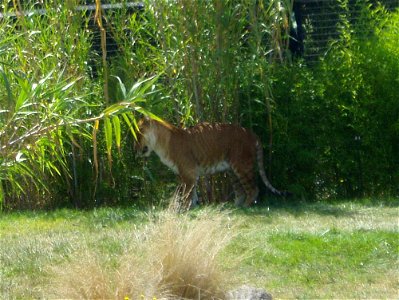 Tigon at Canberra Zoo. photo