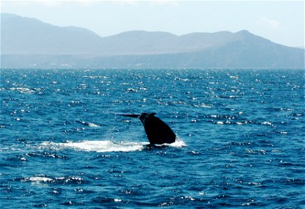 Image of a Blue Whale's tail fluke with the Santa Barbara Channel Islands in the background. August 2007.