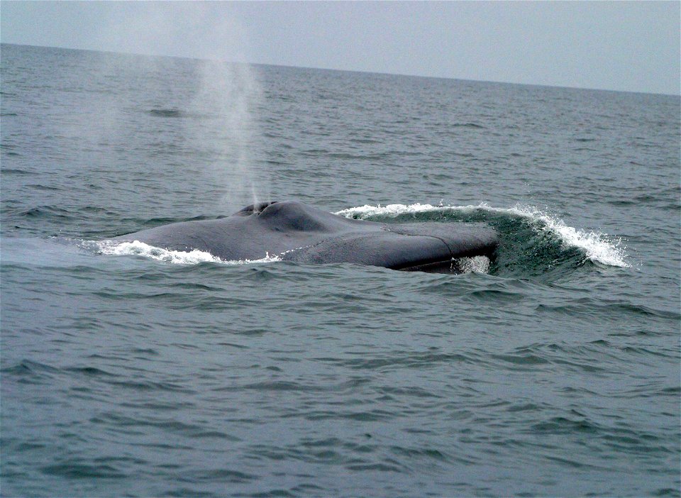 Blue whale (Balaenoptera musculus) blowing.
The original NOAA image has been cropped and adjusted in brightness and contrast.