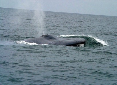 Blue whale (Balaenoptera musculus) blowing.
The original NOAA image has been cropped and adjusted in brightness and contrast.