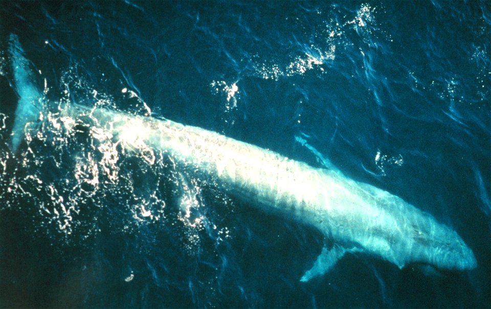 Adult blue whale (Balaenoptera musculus) from the eastern Pacific Ocean.