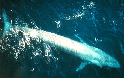 Adult blue whale (Balaenoptera musculus) from the eastern Pacific Ocean. photo