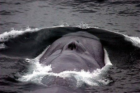 Blue whale (Balaenoptera musculus) with its bow wave, showing the blowhole. photo