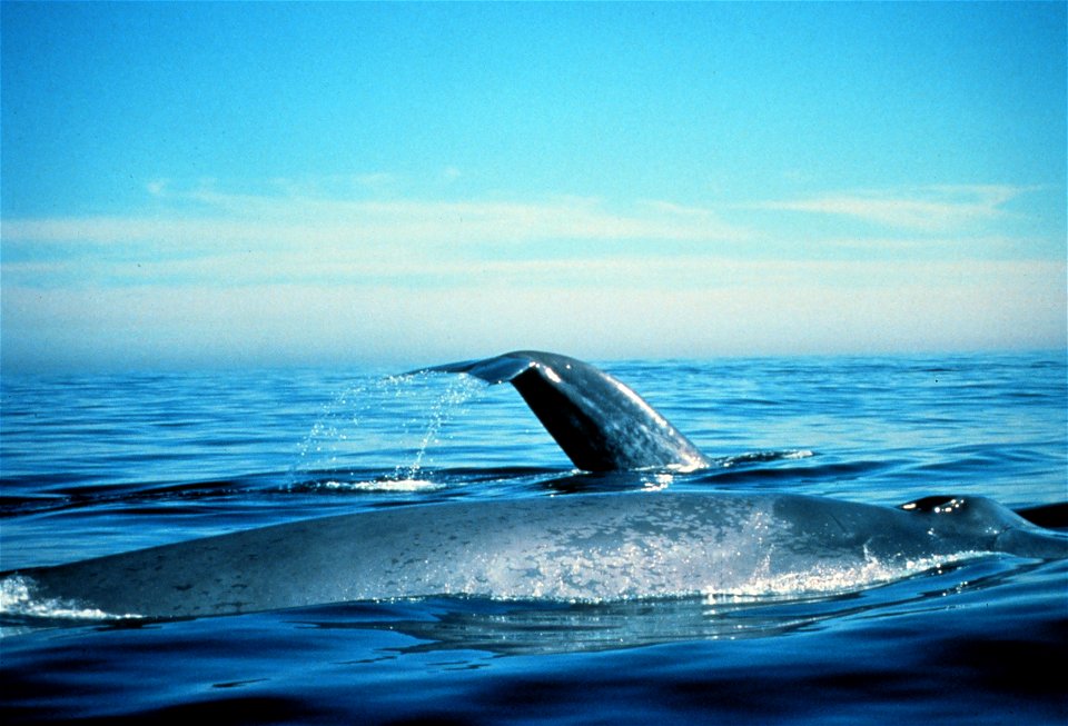 Blue whales on the surface.  California, Gulf of the Farallones NMS