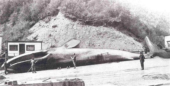 Large Hump-Back [sic] Whale, 83 Feet Long
Subject: Blue whale, Whales
Tag: Aquatic Mammals