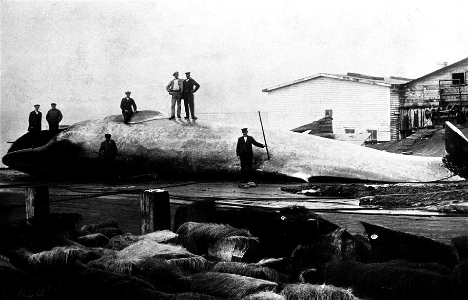 Une fabrique d’huile de baleine dans la Baie de Sept-Îles, vers 1910.
« Cette photographie représente des chasseurs de baleine travaillant fort probablement pour la Steam Whaling, une fabrique d’