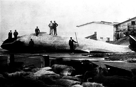Une fabrique d’huile de baleine dans la Baie de Sept-Îles, vers 1910.
« Cette photographie représente des chasseurs de baleine travaillant fort probablement pour la Steam Whaling, une fabrique d’