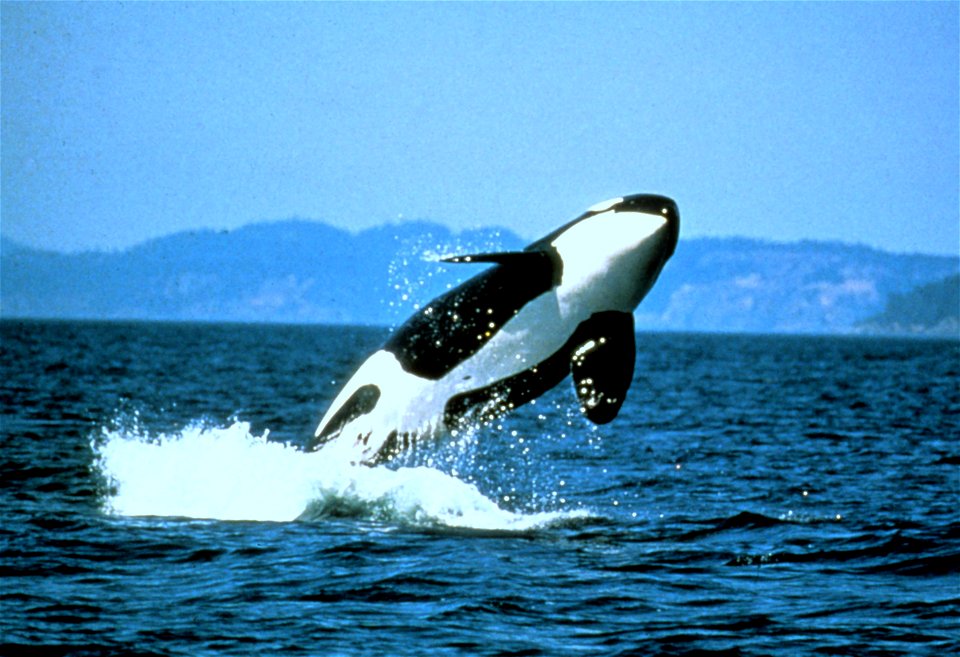 Killer whale breaching.