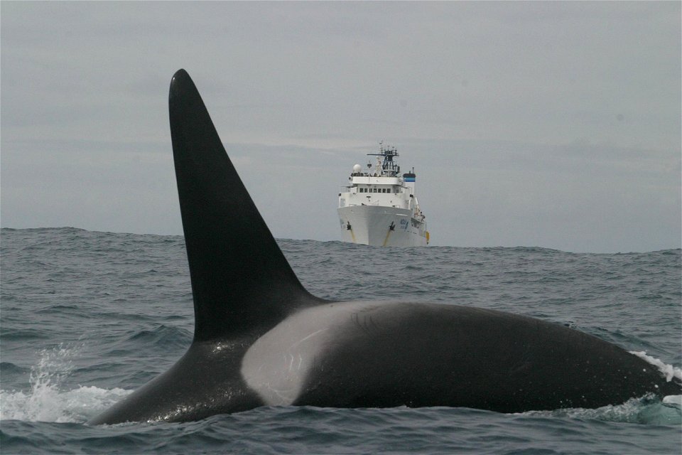 A killer whale crossing the bow of the NOAA Ship McARTHUR II. Pacific Ocean, Tropical.