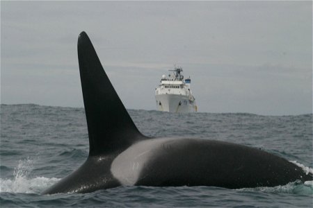 A killer whale crossing the bow of the NOAA Ship McARTHUR II. Pacific Ocean, Tropical. photo