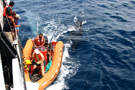 A killer whale makes a close-up inspection of a small boat off the NOAA Ship DAVID STARR JORDAN as it returns to the ship. The coxswain seems oblivious to the large marine mammal directly astern of th photo