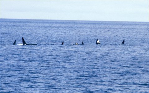 Killer Whales. photo