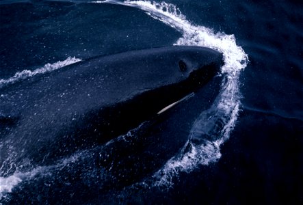Killer Whale. photo