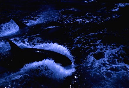 Killer Whale. photo