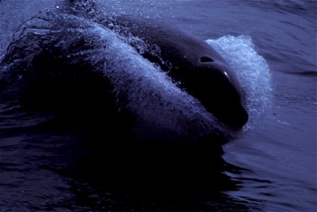 Killer Whale. photo