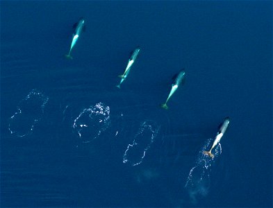 Five killer whales (four adult, one juvenile) swim in McMurdo Sound, Ross Sea, Antarctica. Original caption: "Four killer whales swim in McMurdo Sound. Researchers from NOAA Fisheries, Southwest Fishe photo