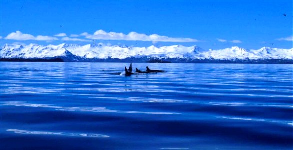 Image title: Killer whales Image from Public domain images website, http://www.public-domain-image.com/full-image/fauna-animals-public-domain-images-pictures/whales-public-domain-images-pictures/kille photo