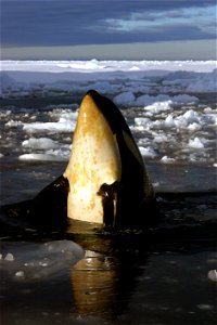 This orca observed near Ross Island demonstrates how the whales use openings in pack ice to scout the surroundings. photo