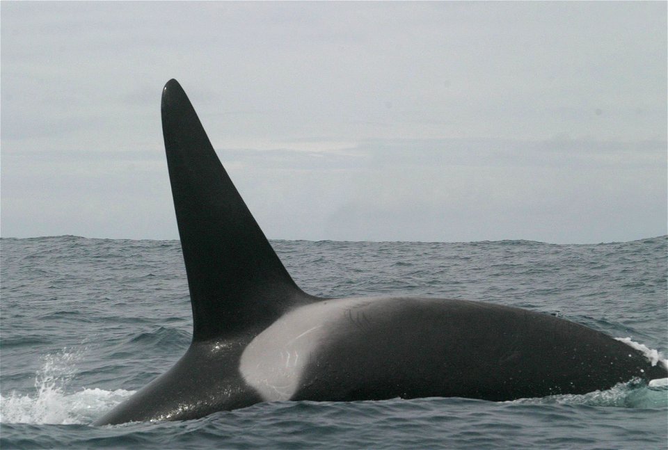 A Killer Whale in the Pacific Ocean, tropical.