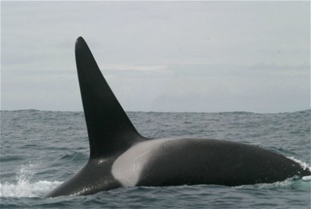 A Killer Whale in the Pacific Ocean, tropical. photo