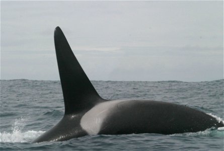 A Killer Whale in the Pacific Ocean, tropical.